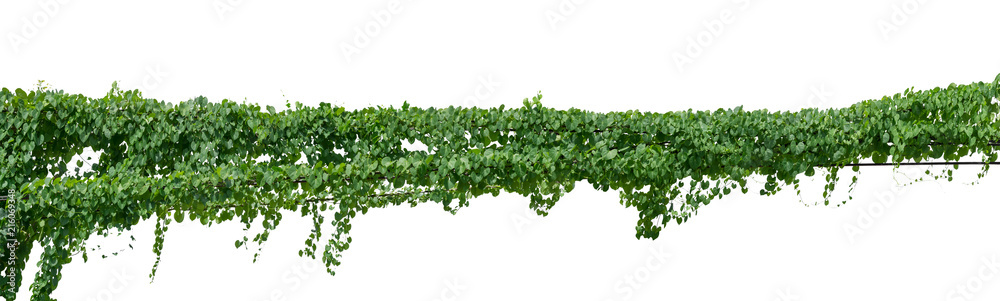 vine plant climbing isolated on white background. Clipping path - obrazy, fototapety, plakaty 