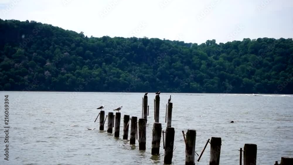 Water birds nesting on wooden posts placed in the lake, as a boat drives by Water birds nesting on wooden posts placed in the lake, as a boat drives by