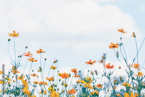 Cosmos flower field with blue sky and cloud background © Ammak