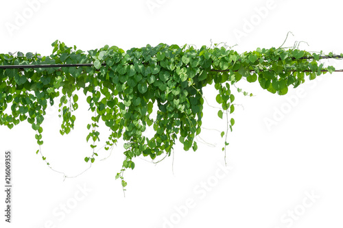 vine plant climbing isolated on white background. Clipping path