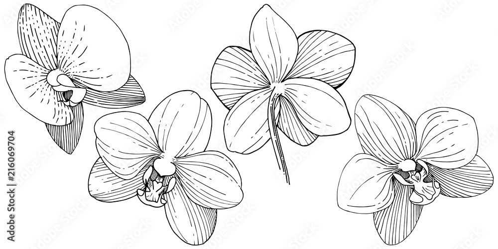 Orchid flower in a vector style isolated. Full name of the plant: orchid. Vector flower for background, texture, wrapper pattern, frame or border.