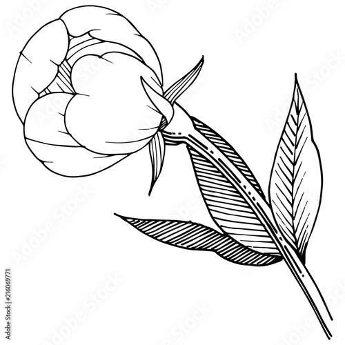 Peony in a vector style isolated. Full name of the plant: peony. Vector flower for background, texture, wrapper pattern, frame or border.