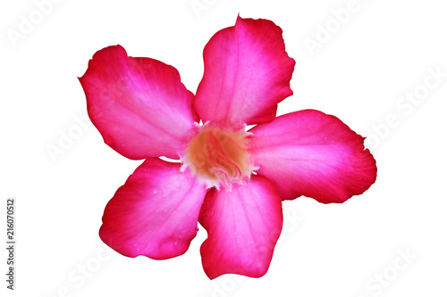 Red pink  desert rose flower isolated on white background top view