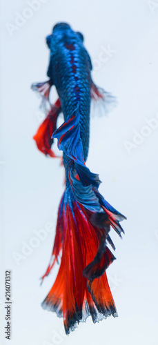 Halfmoon betta fish, siamese fighting fish, Capture moving of fish, abstract background of fish tail