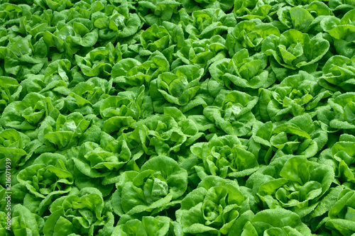 lettuce growing in field