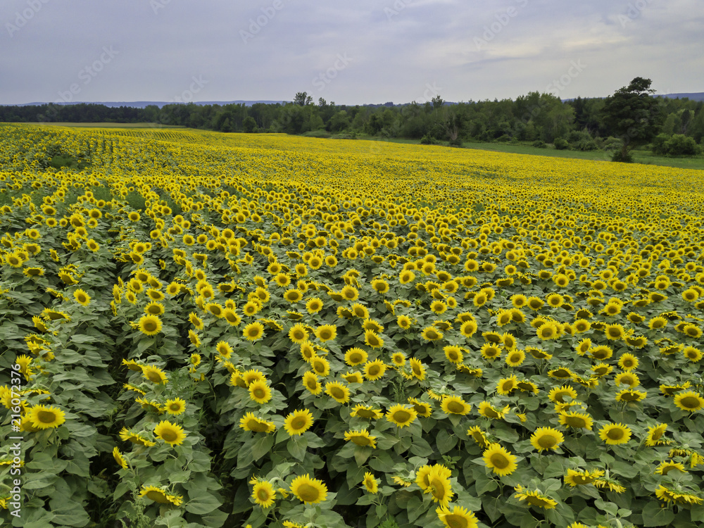  Sunflower field  Farming, Agriculture, organic food, landscape, drone aerial photos.  