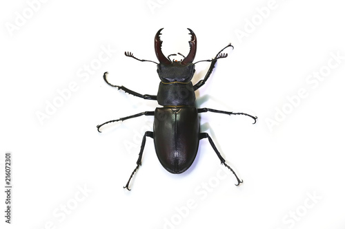 stag beetle (Lucanus cervus) on a white background. © Михаил 