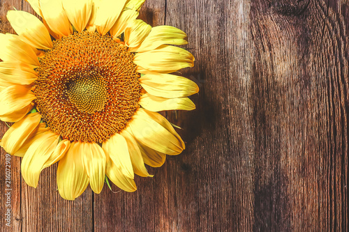 sunflower on a wooden background