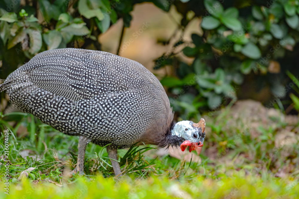 Obraz premium Close up view of Guineafowl (/ˈɡɪnifaʊl/; sometimes called 