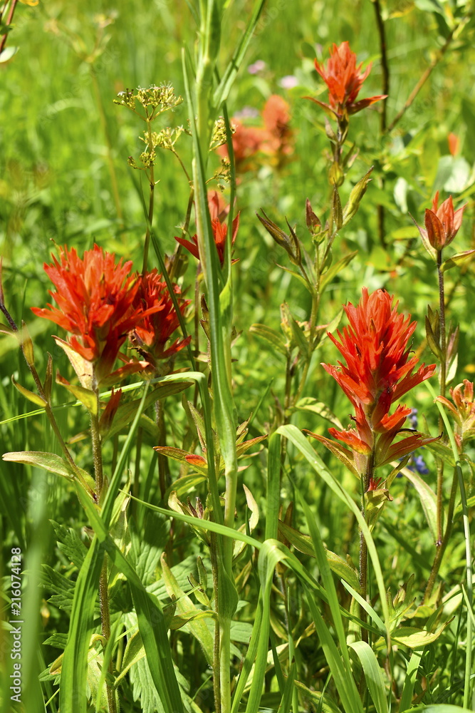 Fototapeta premium Indian Paintbrush