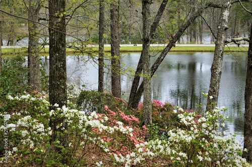 Fototapeta Naklejka Na Ścianę i Meble -  White and pink Azalea bush near the pond in Callaway Gardens, Spring in GA USA.