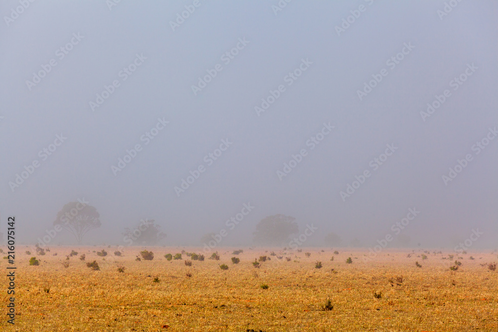 Tree silhouettes slightly visible through morning mist in yellow desert field