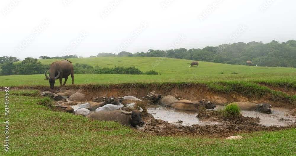 Buffalo resting in the mud pit in Yangmingshan National Park Qingtiangang Grassland, Taiwan Taipei Buffalo resting in the mud pit in Yangmingshan National Park Qingtiangang Grassland, Taiwan Taipei
