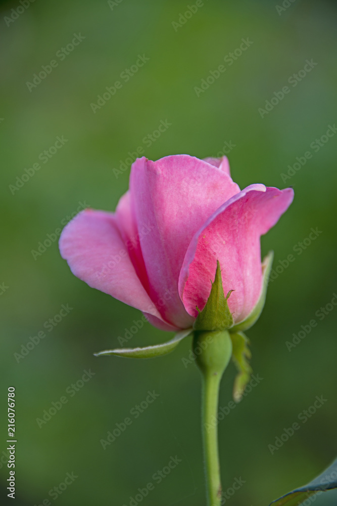 FLOWERS - rose on green background FLOWERS - rose on green background
