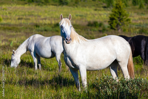 Close-up of a herd of white horses © Виталий Сова