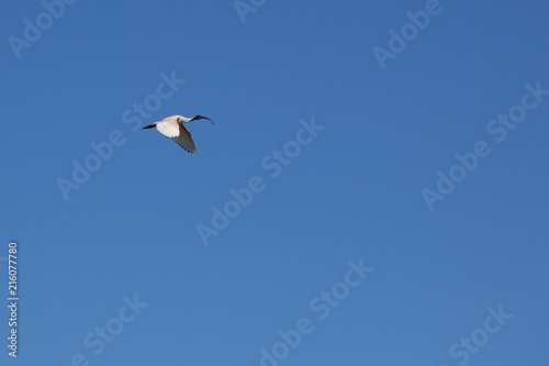 Australian Ibis in flight in the blue sky with copy space