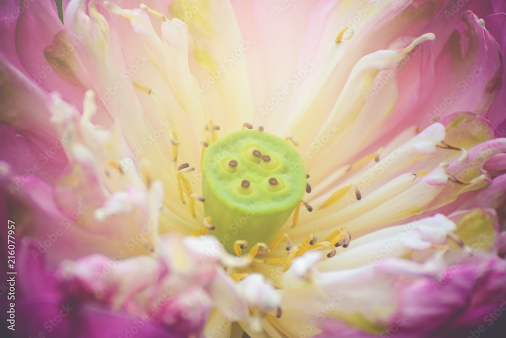 Close Up Beautiful pink lotus flower in pond on natural background Close Up Beautiful pink lotus flower in pond on natural background