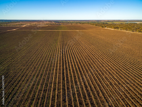Rows of vines in large vineyard - aerial view