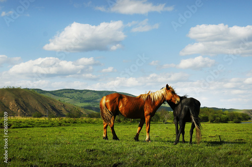 horse in the grassland of Mongolia 