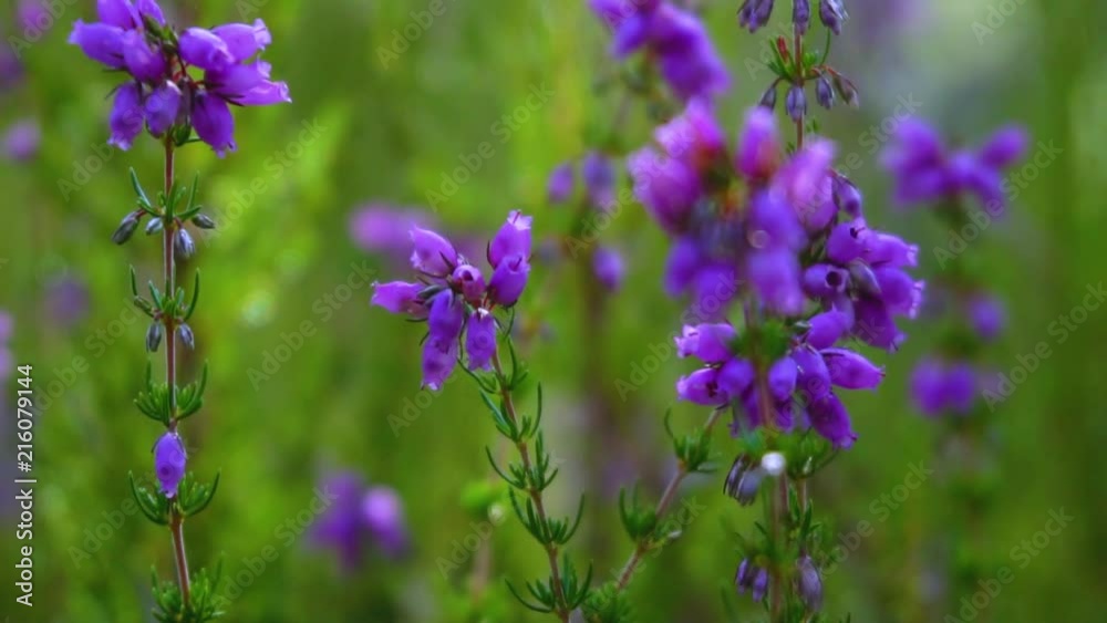 A beautiful pink and purple flower in a garden in a forest with a stunning bokeh close up. A beautiful pink and purple flower in a garden in a forest with a stunning bokeh close up.