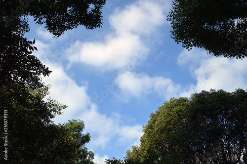 林の間からのぞく青空と雲