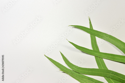 Eucalyptus leaves isolated on white background.