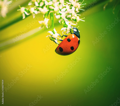 the ladybird (ladybug)