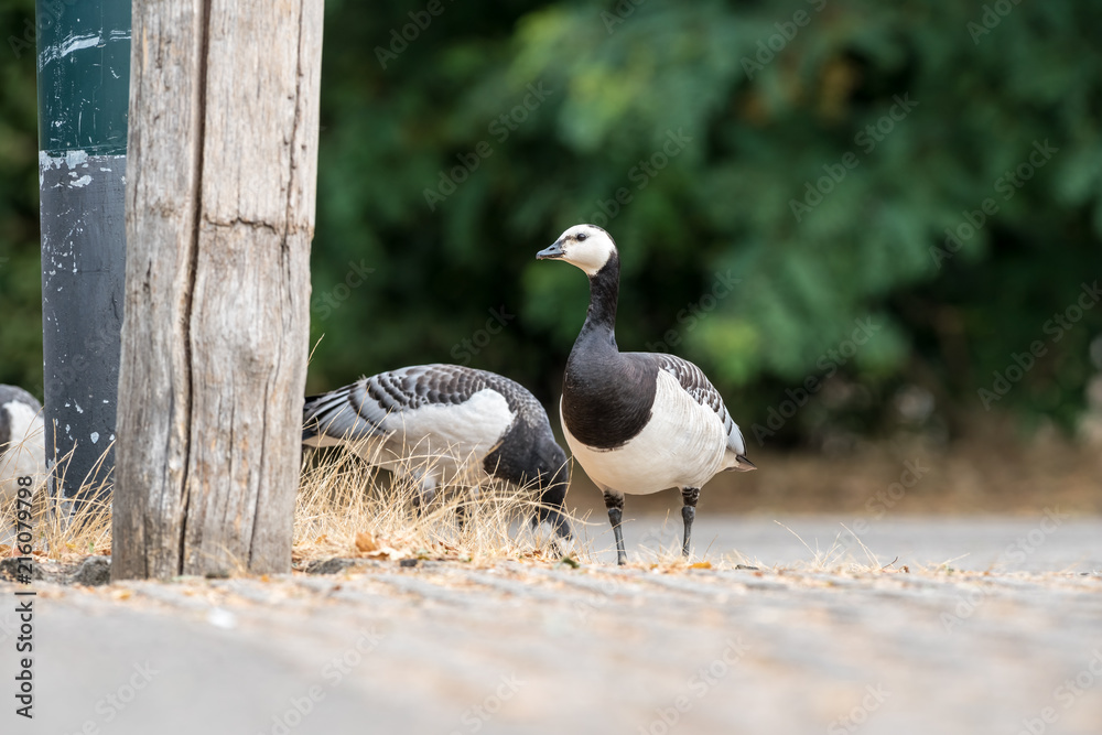 Fototapeta premium An Barnacle goose