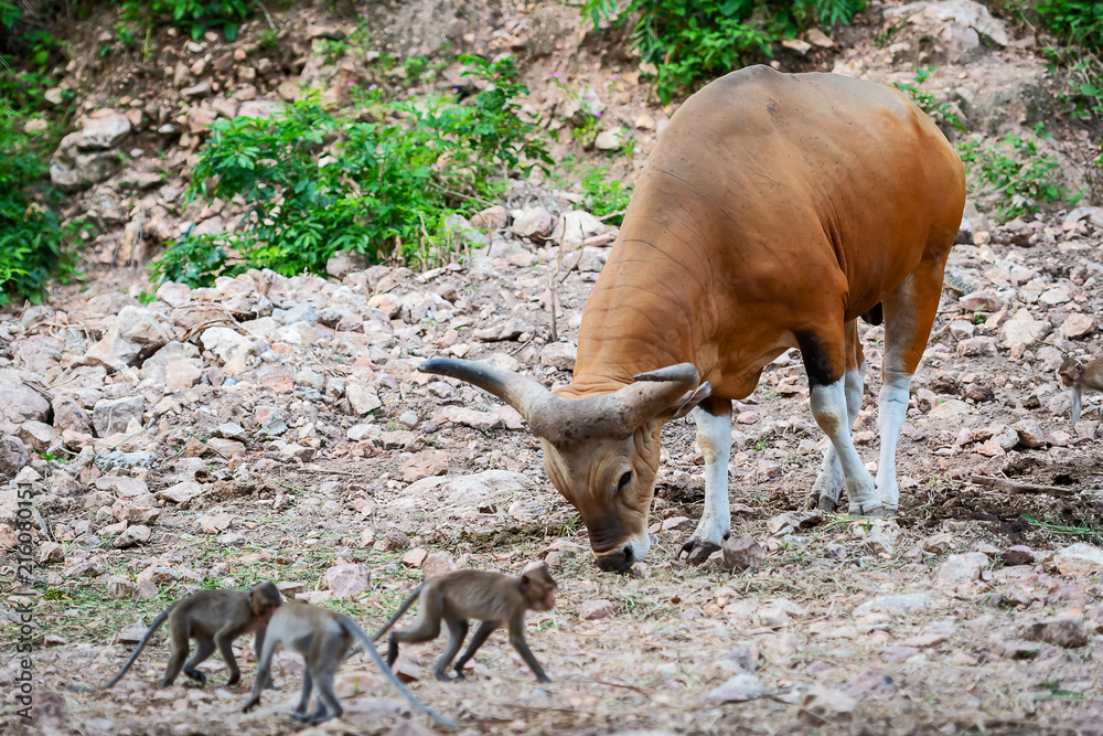 Banteng, red bull. Banteng, red bull.