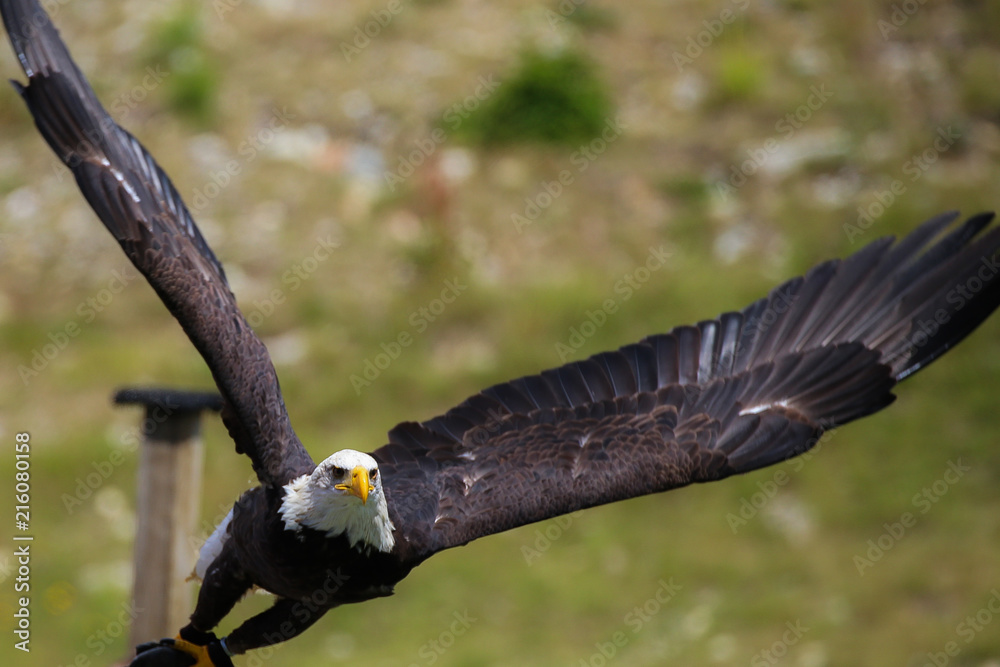 Naklejka premium Bald Eagle