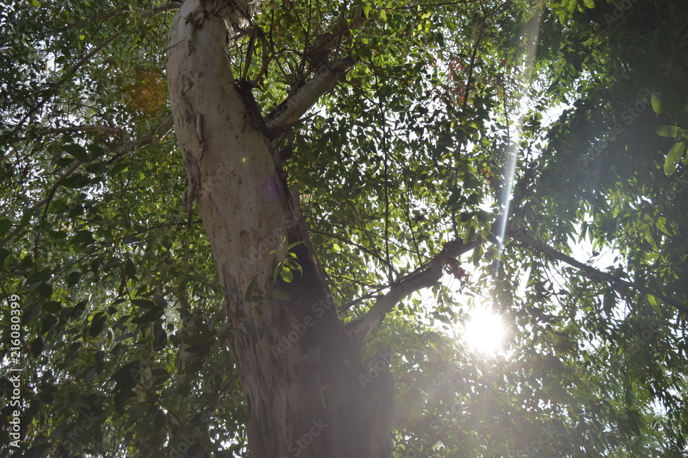 Fototapeta premium sunlight shining between branches of tree