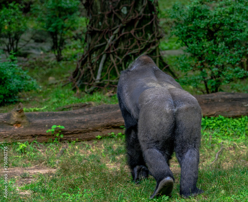 Earth Toned Fur on a Silver Back Gorilla from a Rear Perspective