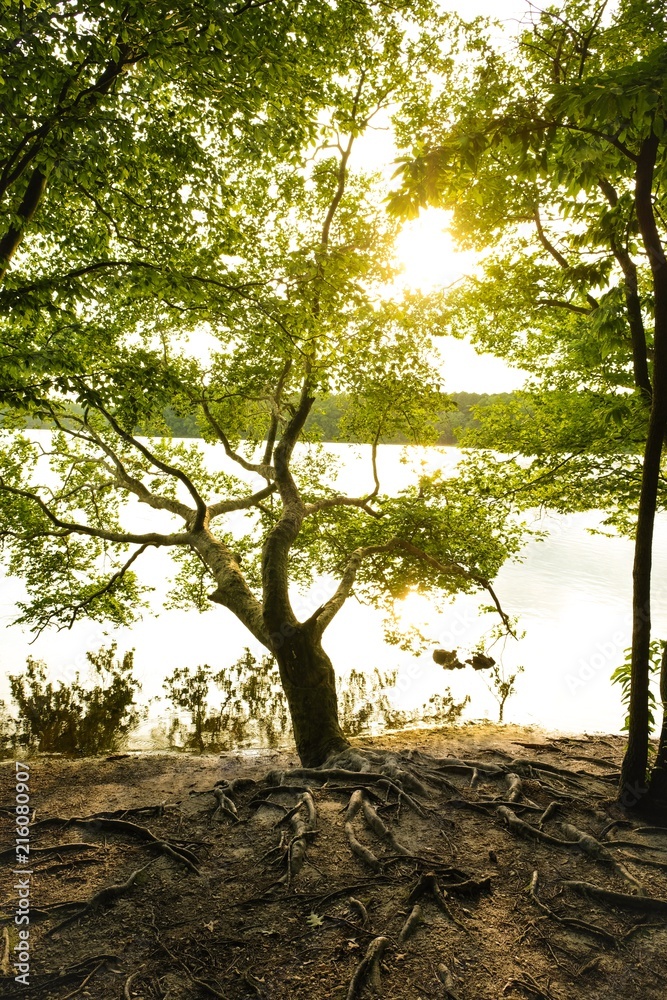 The sun illuminates a tree canopy at dusk at Lake Benson Park in Garner North Carolina