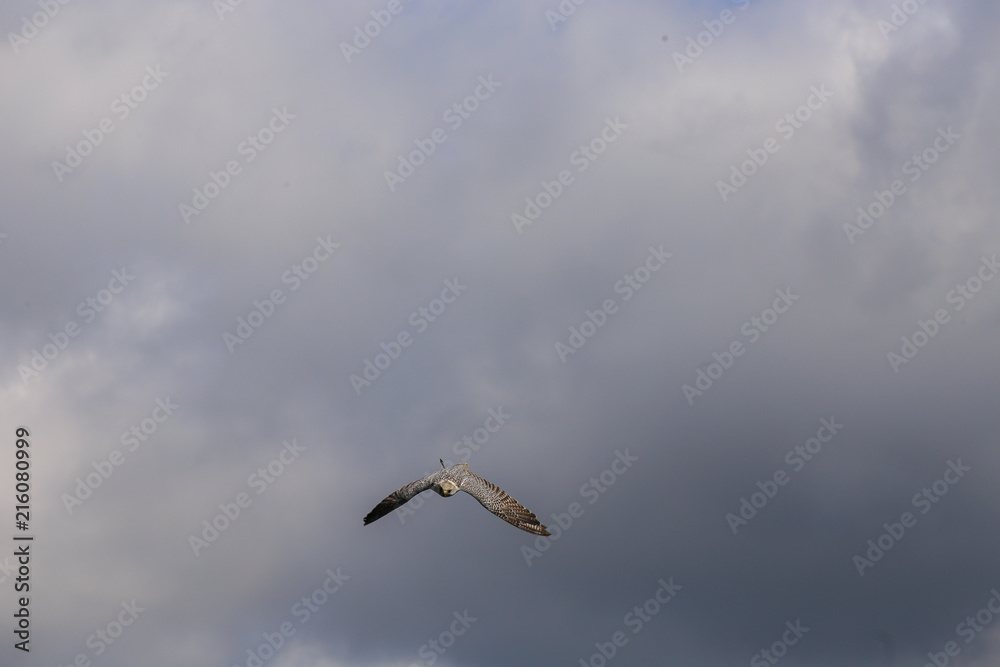 Obraz premium Owl in flight