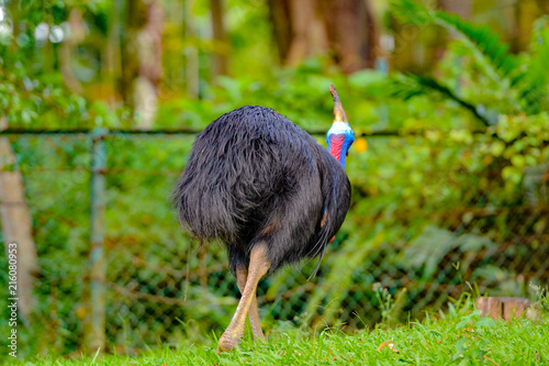 View of Cassowaries (/ˈkæsəwɛəri/), genus Casuarius, are ratites (flightless birds without a keel on their sternum bone) that are native to the tropical forests