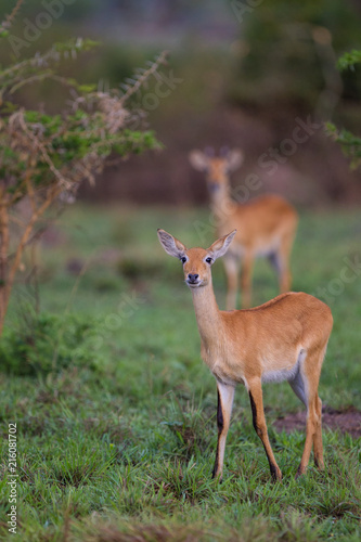 Gazzella nel parco nazionale Queen Elizabeth Uganda