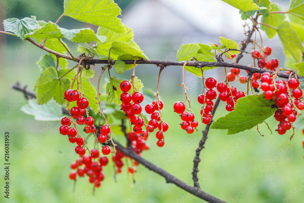 The branch of red currant The branch of red currant