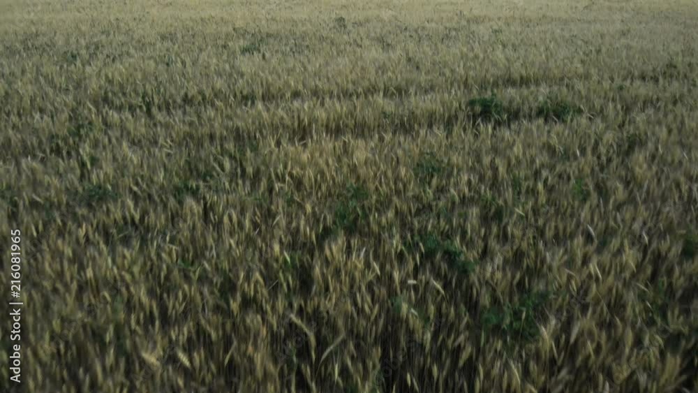The camera rises from the rye to the sky. Aerial shot. 4K. The camera rises from the rye to the sky. Aerial shot. 4K.
