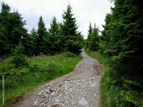 Kręta polna droga prowadząca przez zielony sosnowy zagajnik w górach, Sudetach