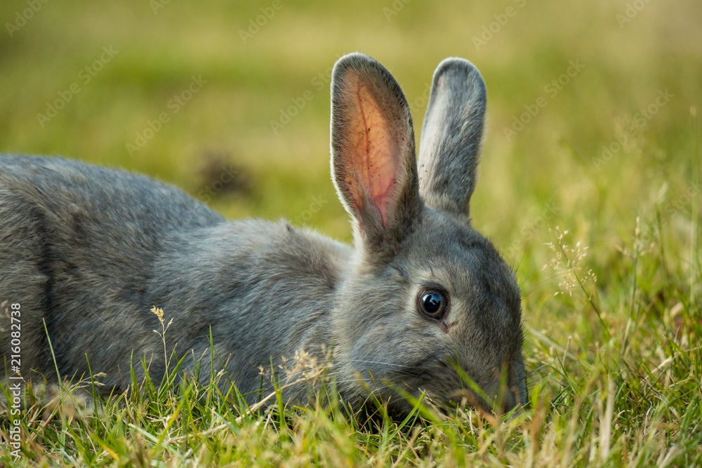 Fototapeta premium close up of grey rabbit eating grass in the field in the shade
