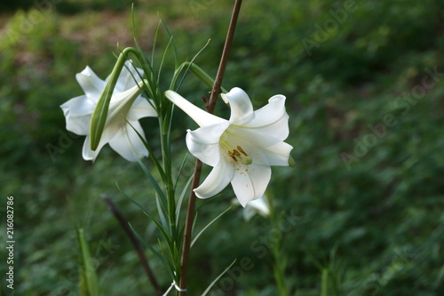 Fototapeta Naklejka Na Ścianę i Meble -  シンテッポウユリ