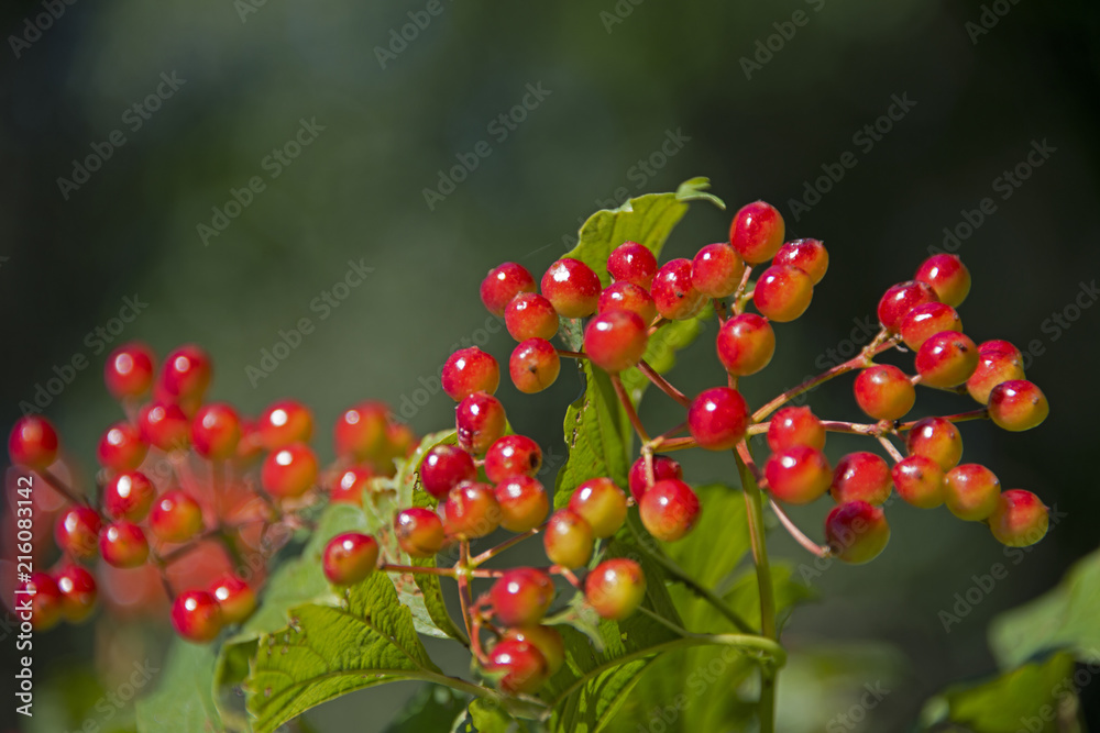 Fototapeta premium BERRIES - the guelder-rose keeps up