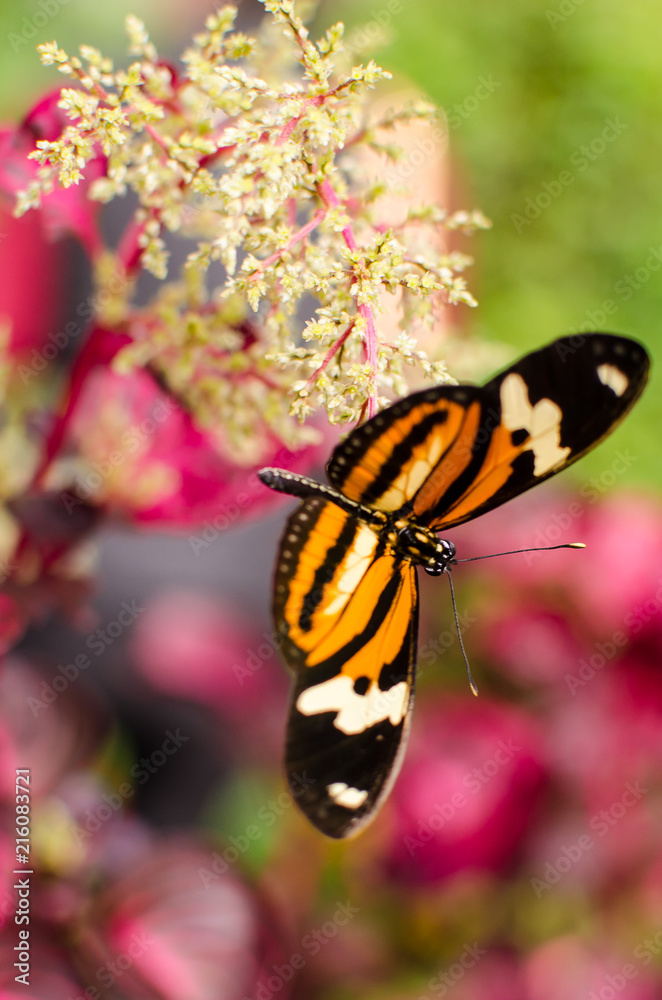 Obraz premium Borboleta 3