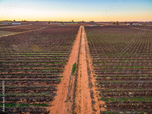 Dirt road passing through rows of vines in vineyard in South Australia photo