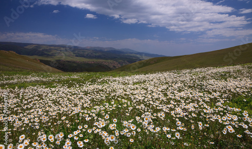 Meadow of chamomiles