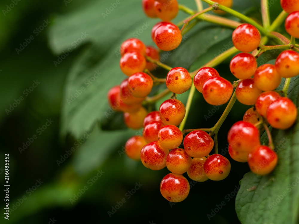 Obraz premium Red viburnum on the bush. Viburnum (viburnum opulus) berries with its leaves outdoor in autumn. Bunches of red viburnum berries on a branch. 