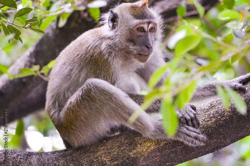close up view of The crab-eating macaque (Macaca fascicularis), also known as the long-tailed macaque eating plastic bottle
