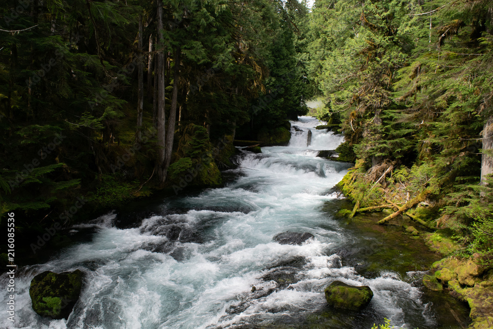 Fototapeta premium Forest River