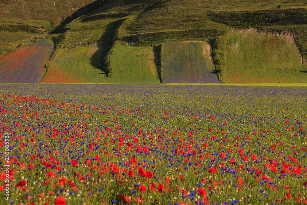 Fototapeta Wspaniałe kwitnienie soczewicy w Castelluccio di Norcia. Tysiące kolorów, kwiatów i pszenicy. piękny krajobraz