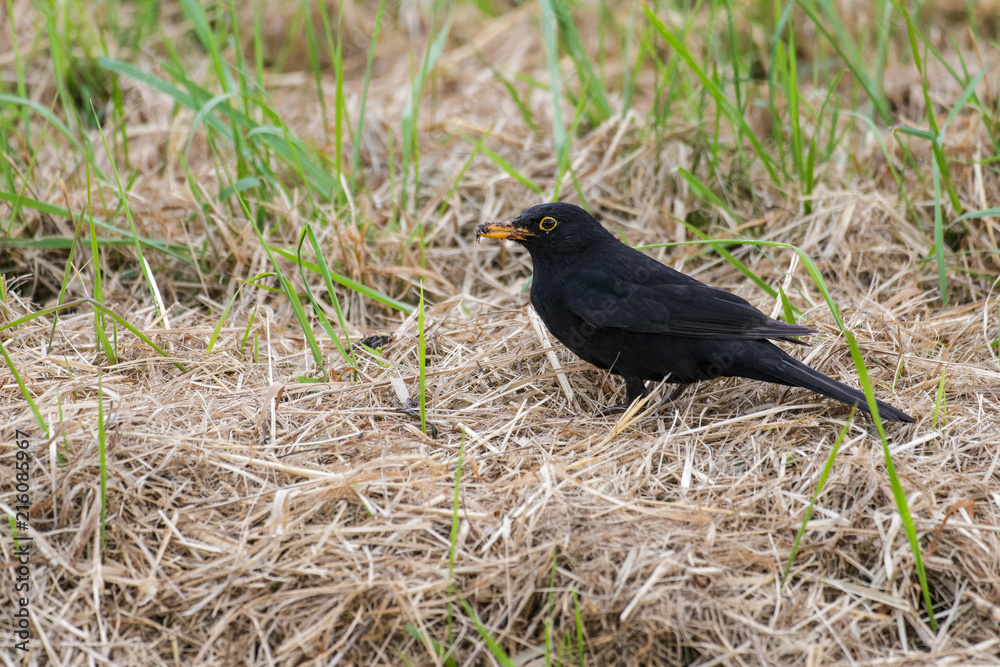 Common blackbird looking for worms in grass